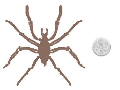 Rather a big spider!