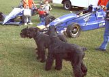 Nice dogs and fast cars.a great combo!