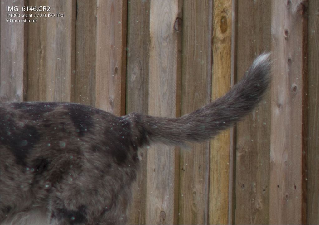 IMAGE: http://img.photobucket.com/albums/v170/scifiguy1012/Photography/6146Crop2.jpg