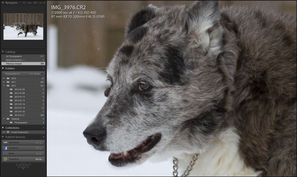 IMAGE: http://img.photobucket.com/albums/v170/scifiguy1012/Photography/7ddidalright.jpg