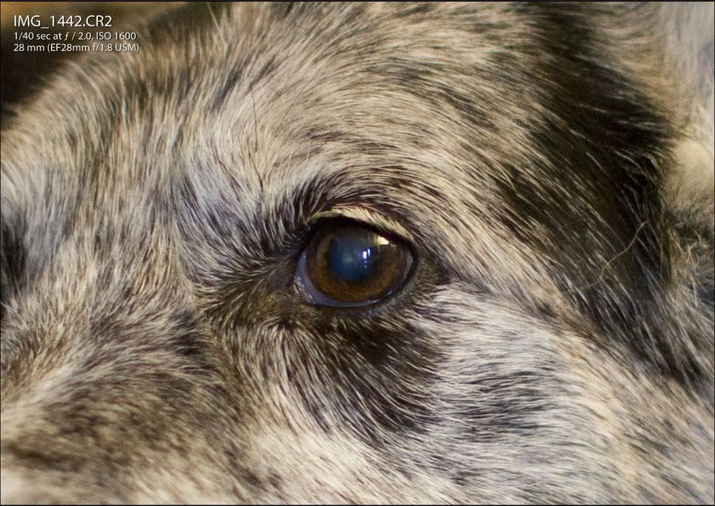 IMAGE: http://img.photobucket.com/albums/v170/scifiguy1012/Photography/Another100precent.jpg