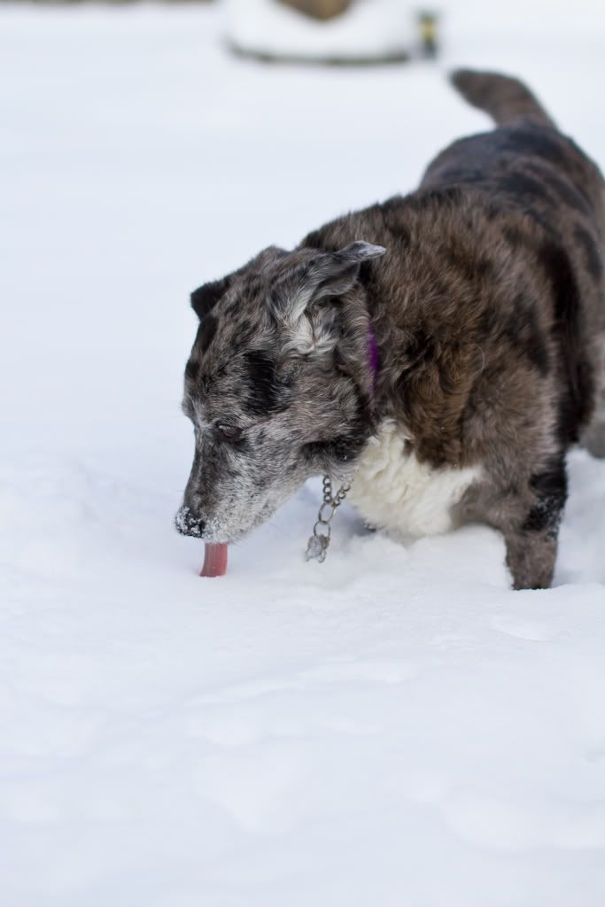 IMAGE: http://img.photobucket.com/albums/v170/scifiguy1012/Photography/IMG_0907.jpg