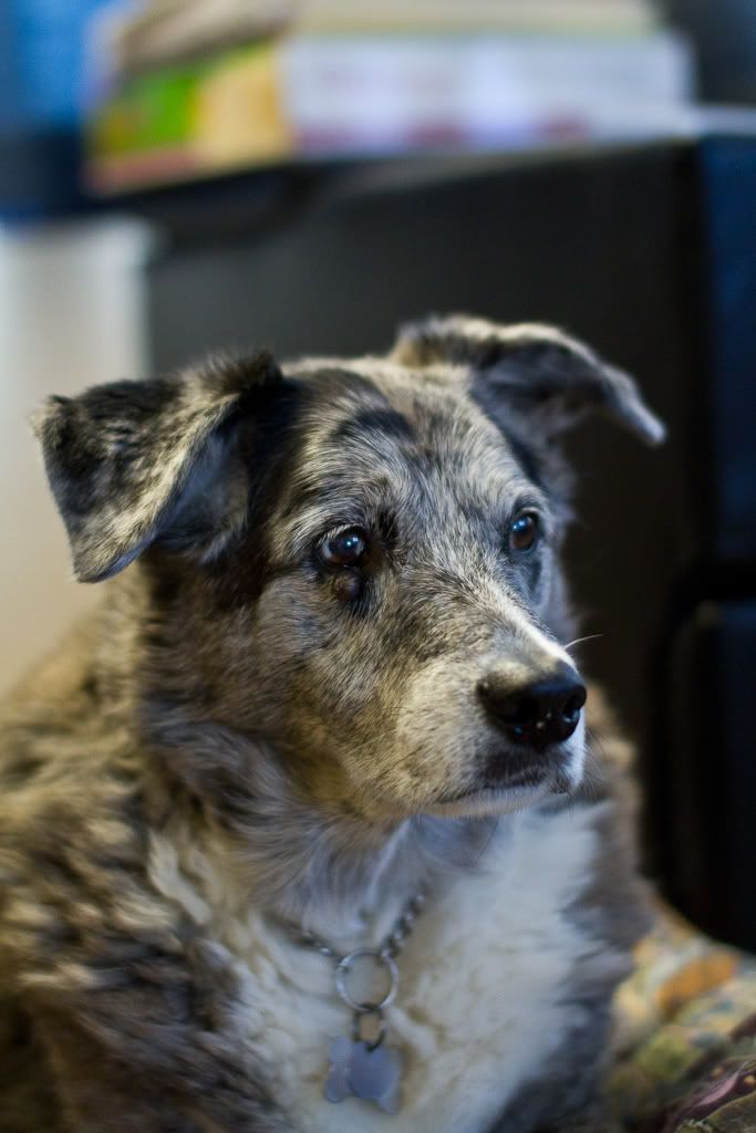 IMAGE: http://img.photobucket.com/albums/v170/scifiguy1012/Photography/IMG_0938.jpg