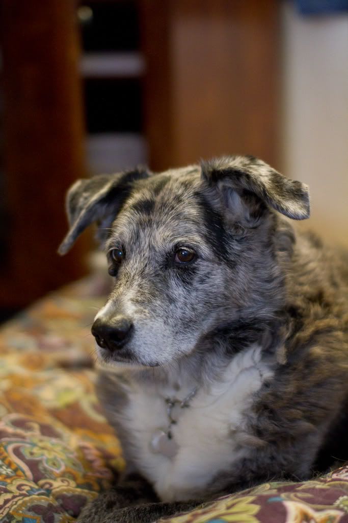 IMAGE: http://img.photobucket.com/albums/v170/scifiguy1012/Photography/IMG_0949.jpg