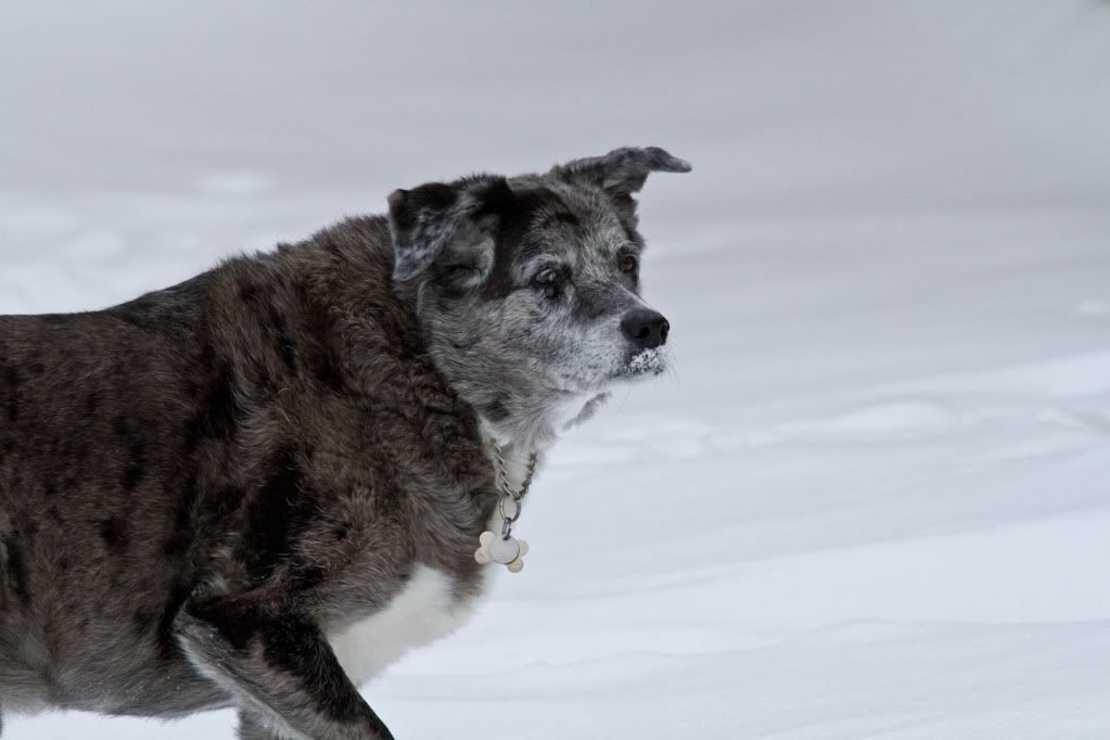 IMAGE: http://img.photobucket.com/albums/v170/scifiguy1012/Photography/IMG_0954-Edit.jpg