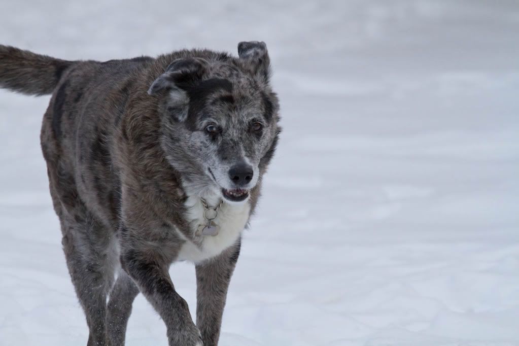 IMAGE: http://img.photobucket.com/albums/v170/scifiguy1012/Photography/IMG_0960-Edit.jpg