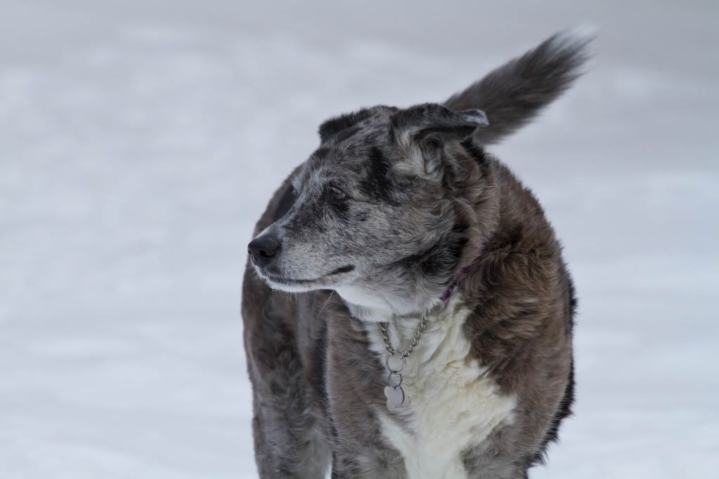 IMAGE: http://img.photobucket.com/albums/v170/scifiguy1012/Photography/IMG_0967-Edit.jpg