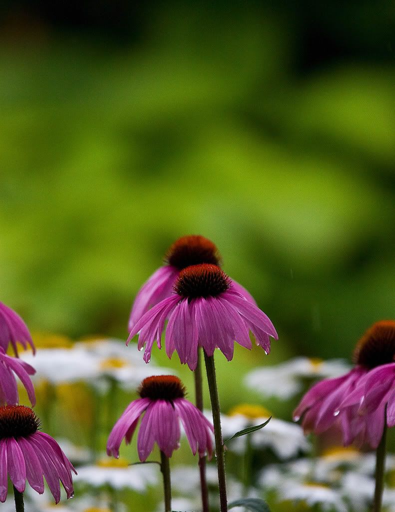 IMAGE: http://img.photobucket.com/albums/v170/scifiguy1012/Photography/IMG_1597-Edit.jpg