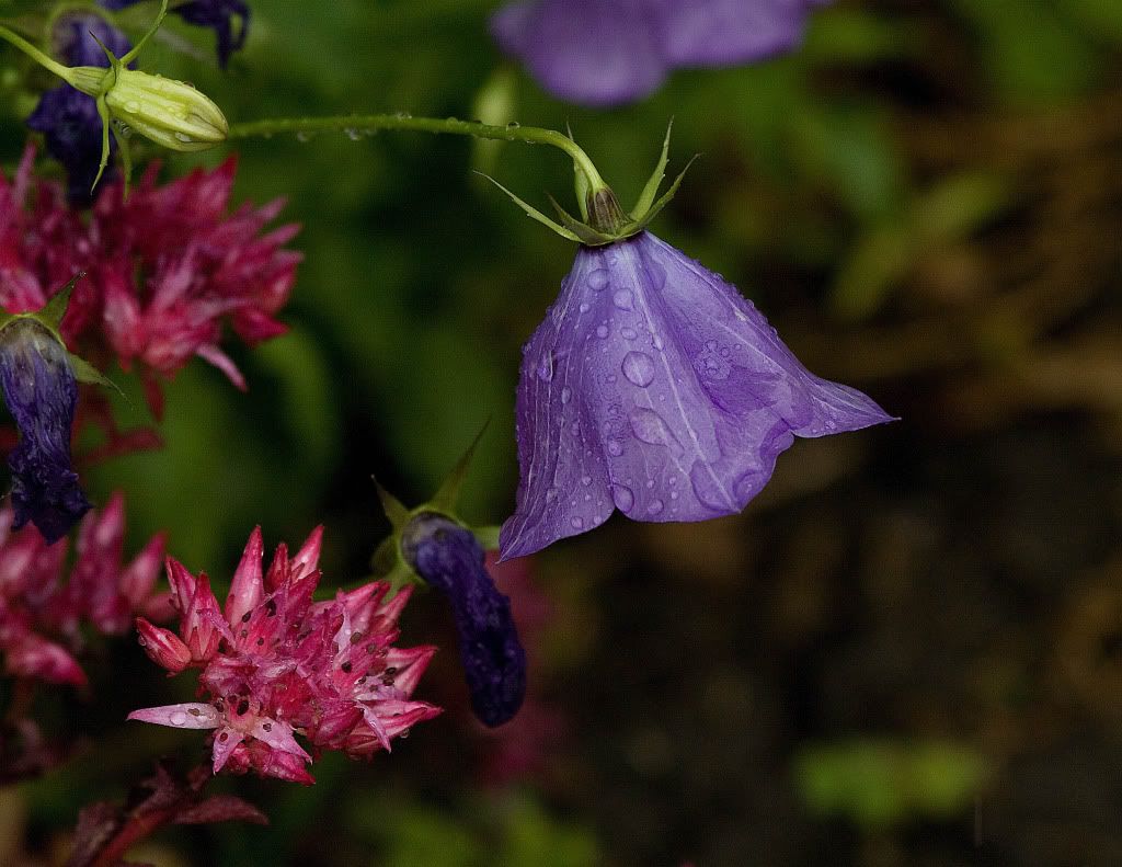 IMAGE: http://img.photobucket.com/albums/v170/scifiguy1012/Photography/IMG_1642-Edit.jpg