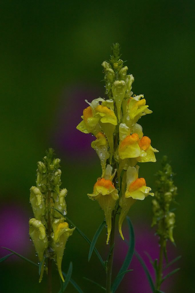 IMAGE: http://img.photobucket.com/albums/v170/scifiguy1012/Photography/IMG_1657-Edit.jpg