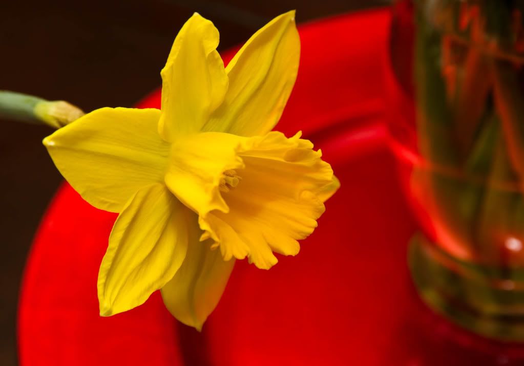 IMAGE: http://img.photobucket.com/albums/v170/scifiguy1012/Photography/IMG_1669.jpg