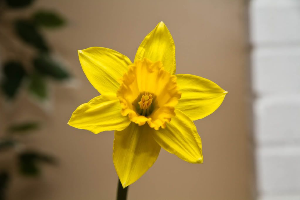 IMAGE: http://img.photobucket.com/albums/v170/scifiguy1012/Photography/IMG_1676.jpg