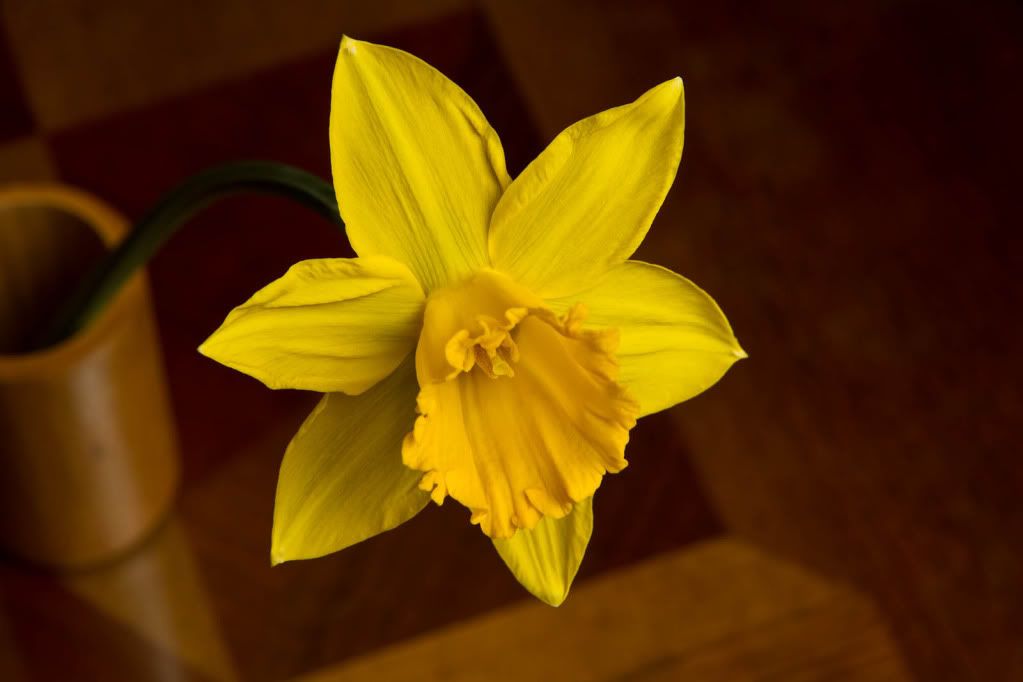 IMAGE: http://img.photobucket.com/albums/v170/scifiguy1012/Photography/IMG_1680.jpg