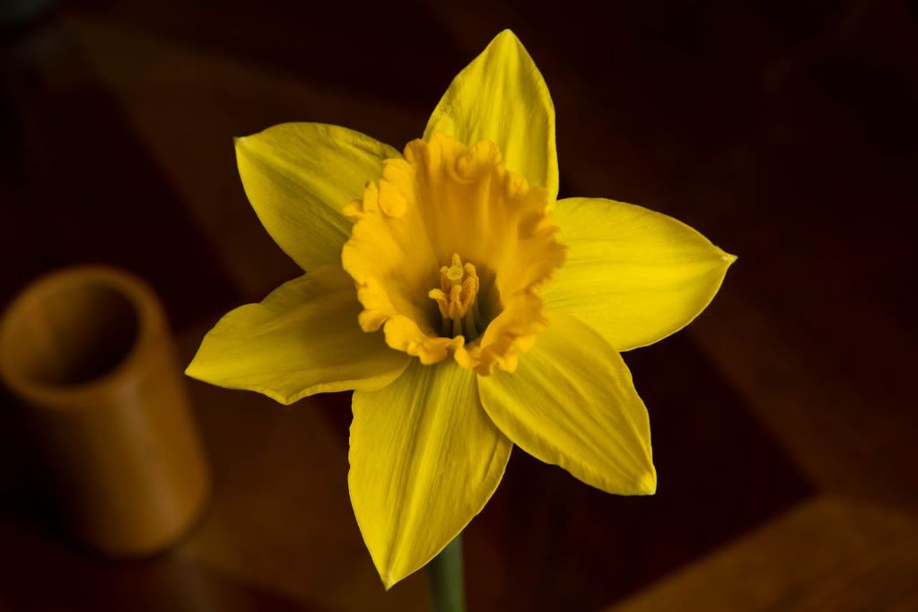 IMAGE: http://img.photobucket.com/albums/v170/scifiguy1012/Photography/IMG_1684.jpg