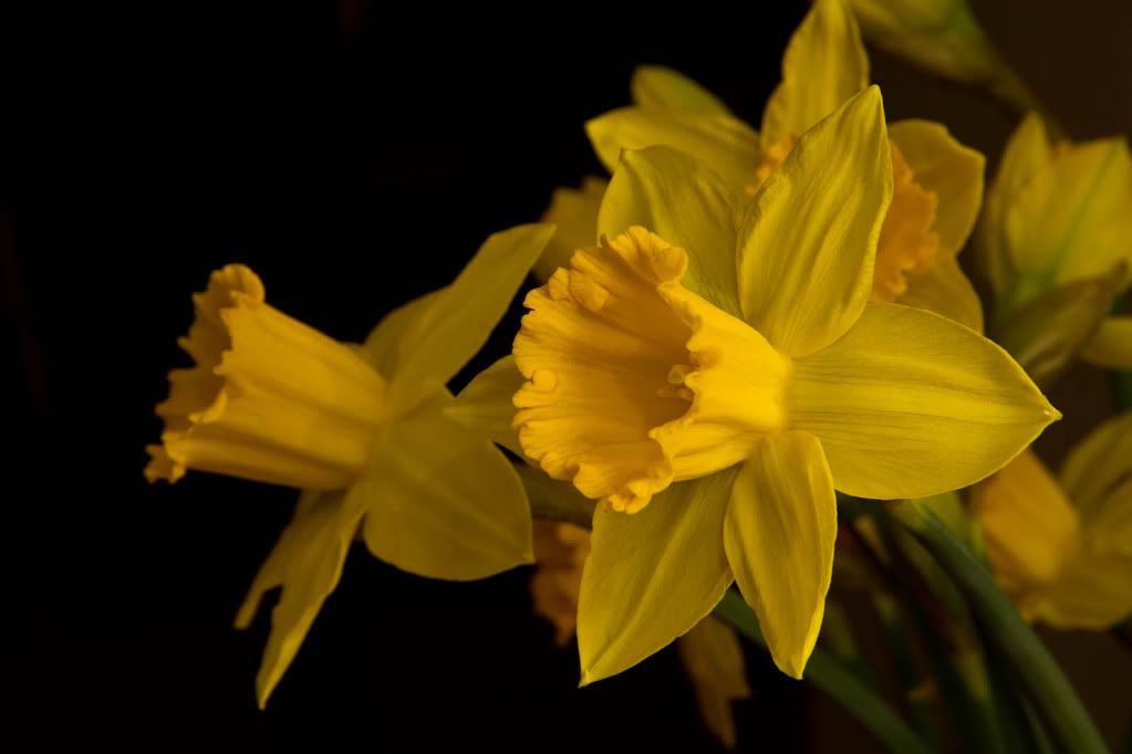 IMAGE: http://img.photobucket.com/albums/v170/scifiguy1012/Photography/IMG_1692.jpg