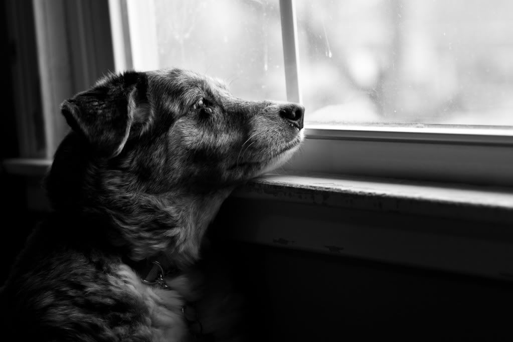 IMAGE: http://img.photobucket.com/albums/v170/scifiguy1012/Photography/IMG_1782.jpg