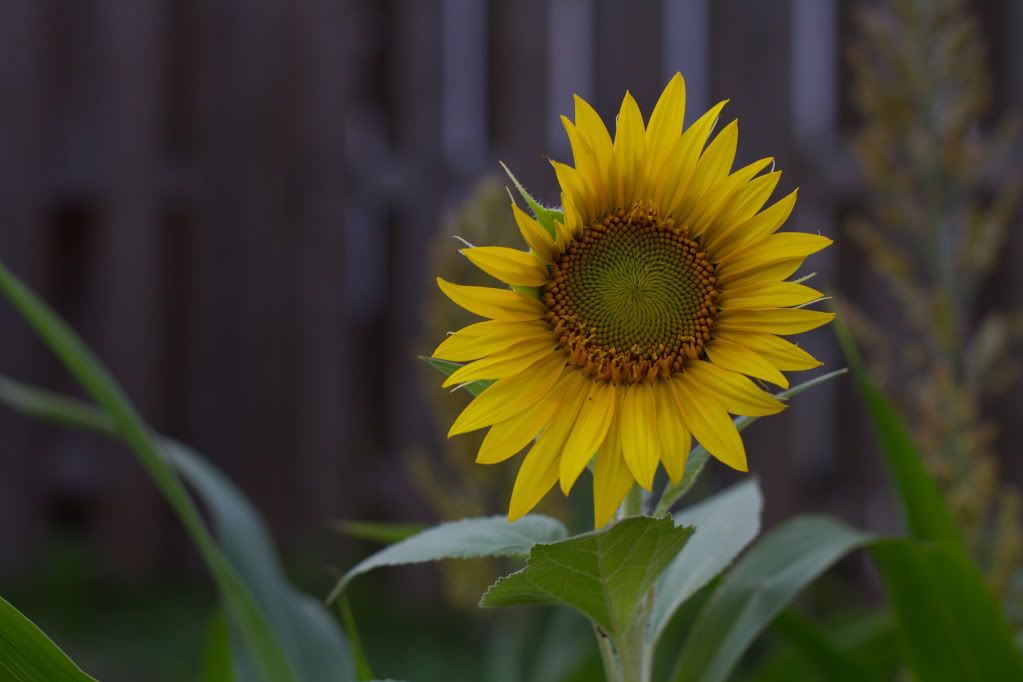 IMAGE: http://img.photobucket.com/albums/v170/scifiguy1012/Photography/IMG_2550-2.jpg