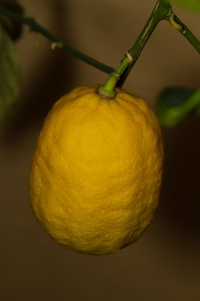 IMAGE: http://img.photobucket.com/albums/v170/scifiguy1012/Photography/IMG_2815-1.jpg