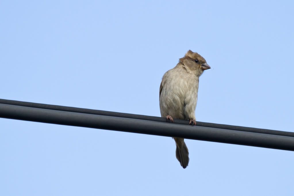 IMAGE: http://img.photobucket.com/albums/v170/scifiguy1012/Photography/IMG_2858.jpg