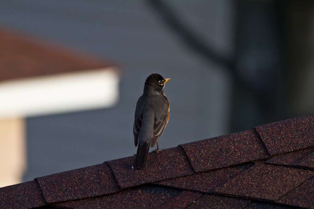 IMAGE: http://img.photobucket.com/albums/v170/scifiguy1012/Photography/IMG_3016.jpg