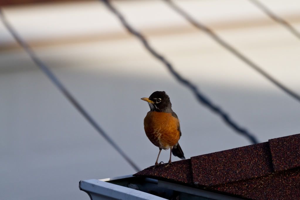 IMAGE: http://img.photobucket.com/albums/v170/scifiguy1012/Photography/IMG_3027.jpg