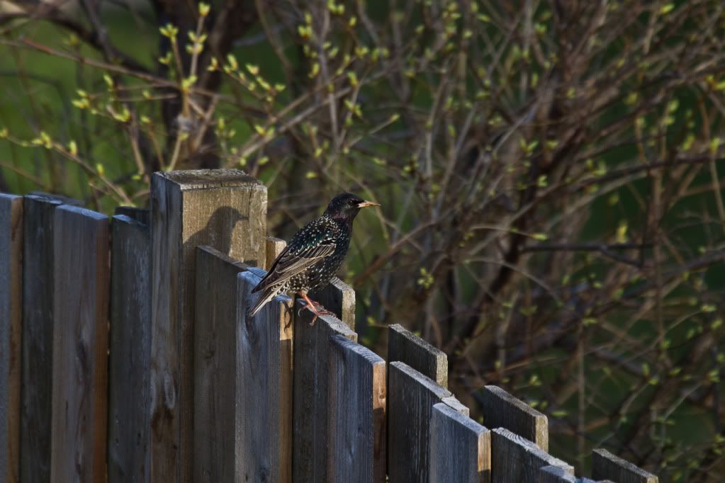 IMAGE: http://img.photobucket.com/albums/v170/scifiguy1012/Photography/IMG_3040.jpg