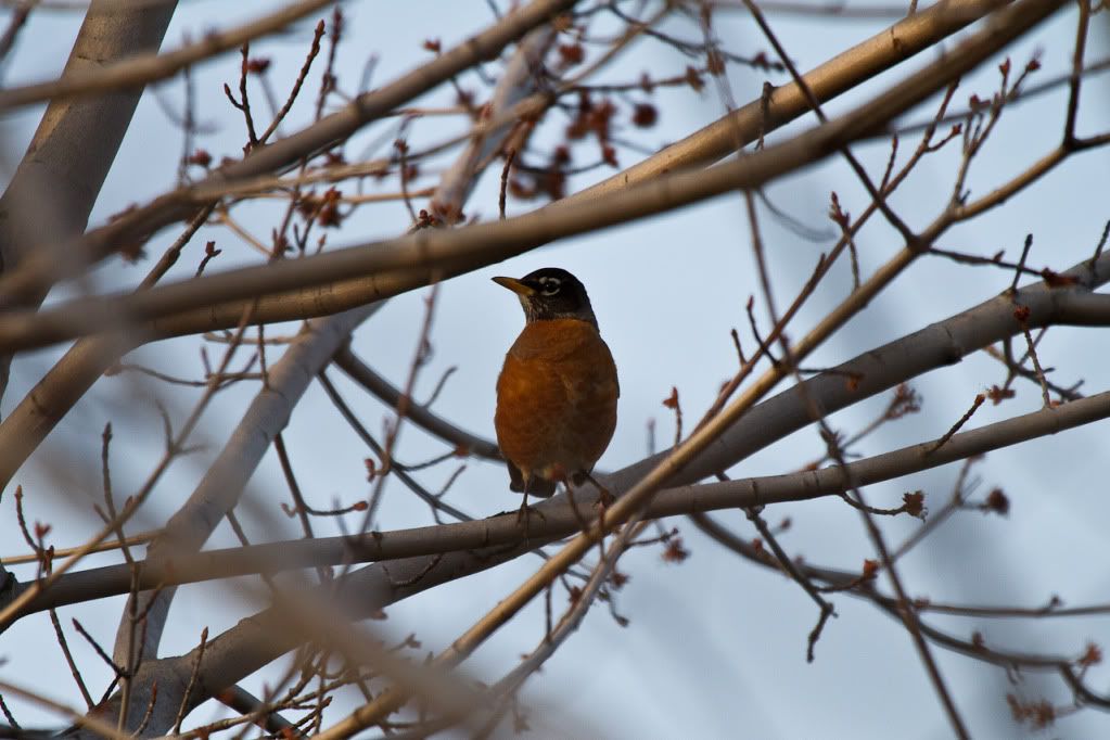 IMAGE: http://img.photobucket.com/albums/v170/scifiguy1012/Photography/IMG_3119.jpg