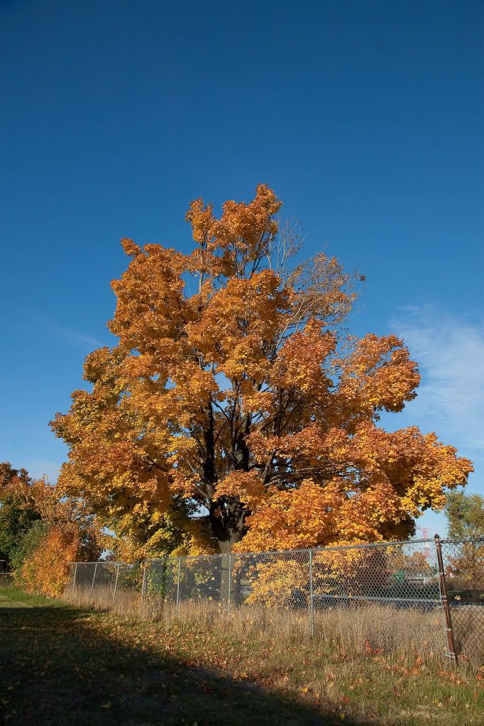 IMAGE: http://img.photobucket.com/albums/v170/scifiguy1012/Photography/IMG_3775-Edit.jpg