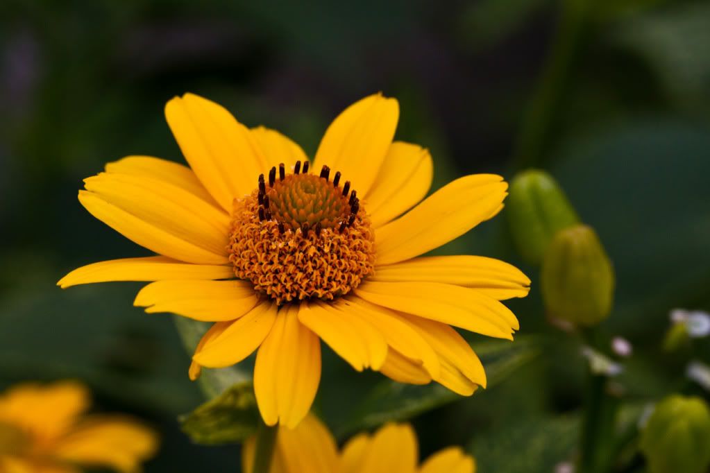 IMAGE: http://img.photobucket.com/albums/v170/scifiguy1012/Photography/IMG_3869.jpg