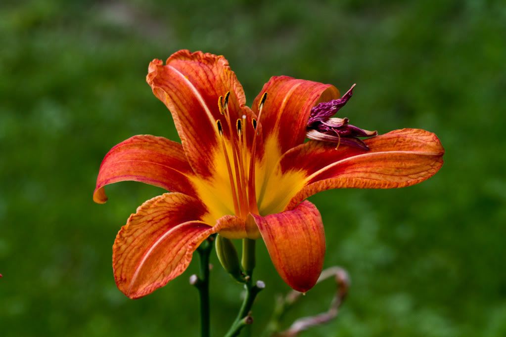 IMAGE: http://img.photobucket.com/albums/v170/scifiguy1012/Photography/IMG_3909.jpg