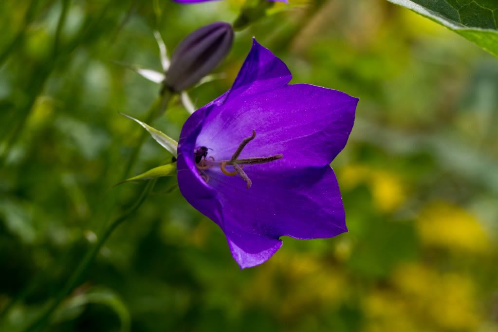 IMAGE: http://img.photobucket.com/albums/v170/scifiguy1012/Photography/IMG_3913.jpg