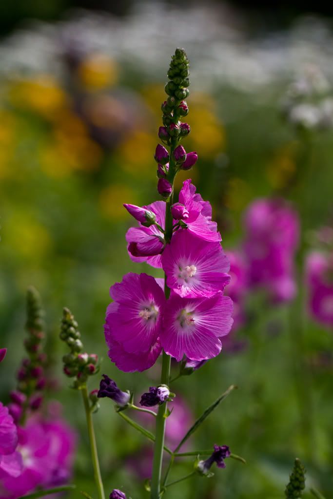 IMAGE: http://img.photobucket.com/albums/v170/scifiguy1012/Photography/IMG_3919.jpg