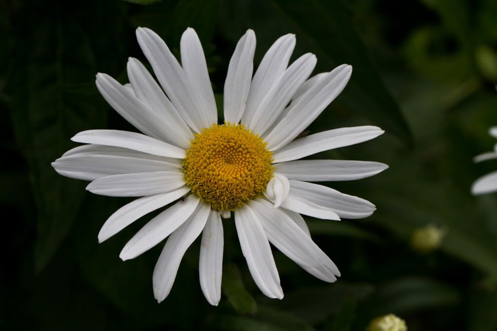 IMAGE: http://img.photobucket.com/albums/v170/scifiguy1012/Photography/IMG_3921.jpg