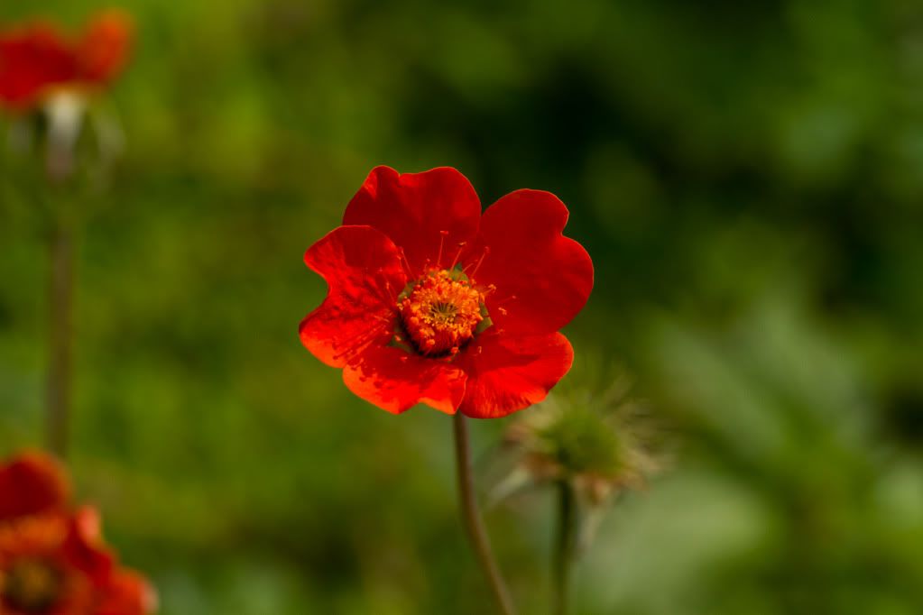 IMAGE: http://img.photobucket.com/albums/v170/scifiguy1012/Photography/IMG_3922.jpg