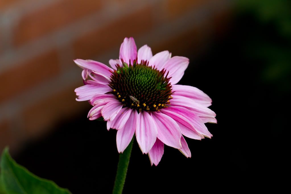 IMAGE: http://img.photobucket.com/albums/v170/scifiguy1012/Photography/IMG_3945.jpg