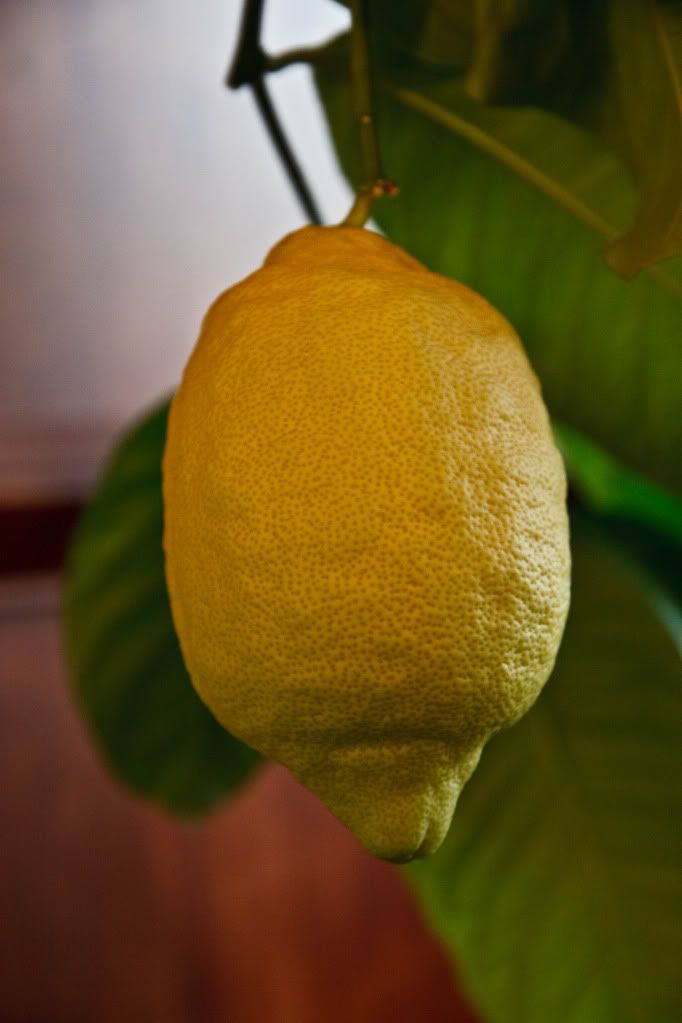 IMAGE: http://img.photobucket.com/albums/v170/scifiguy1012/Photography/IMG_3987.jpg