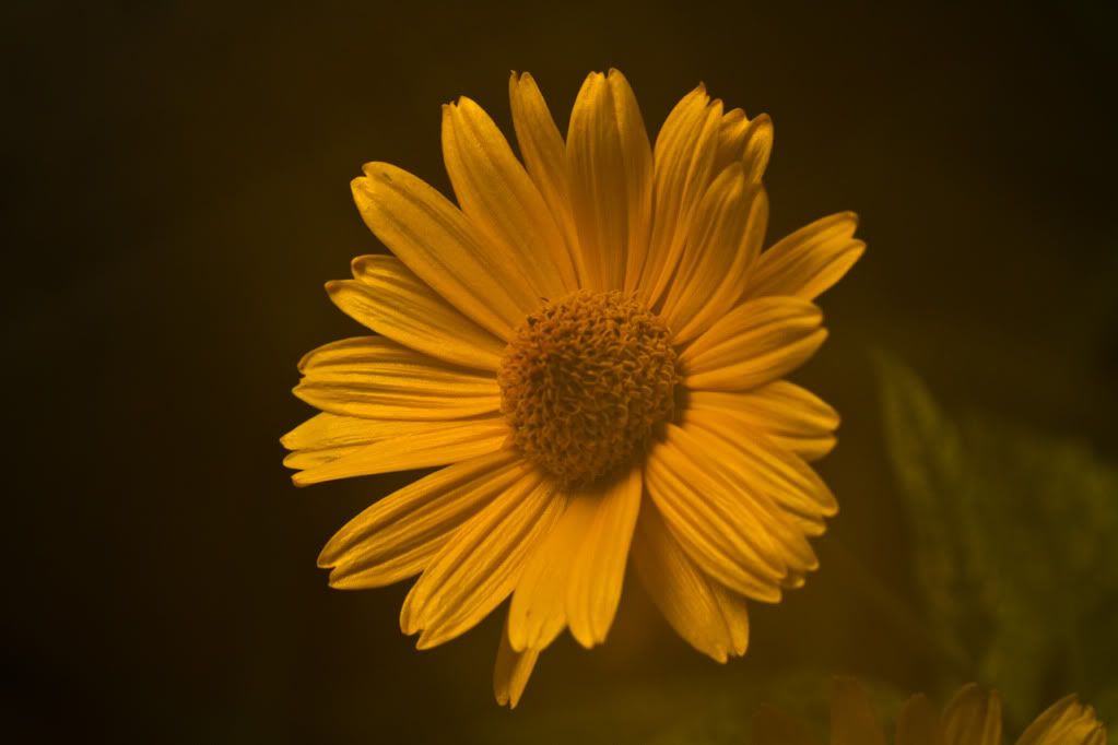 IMAGE: http://img.photobucket.com/albums/v170/scifiguy1012/Photography/IMG_4023-2.jpg