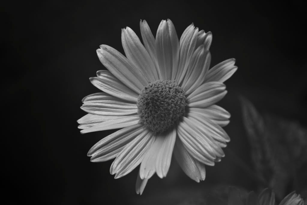 IMAGE: http://img.photobucket.com/albums/v170/scifiguy1012/Photography/IMG_4023.jpg