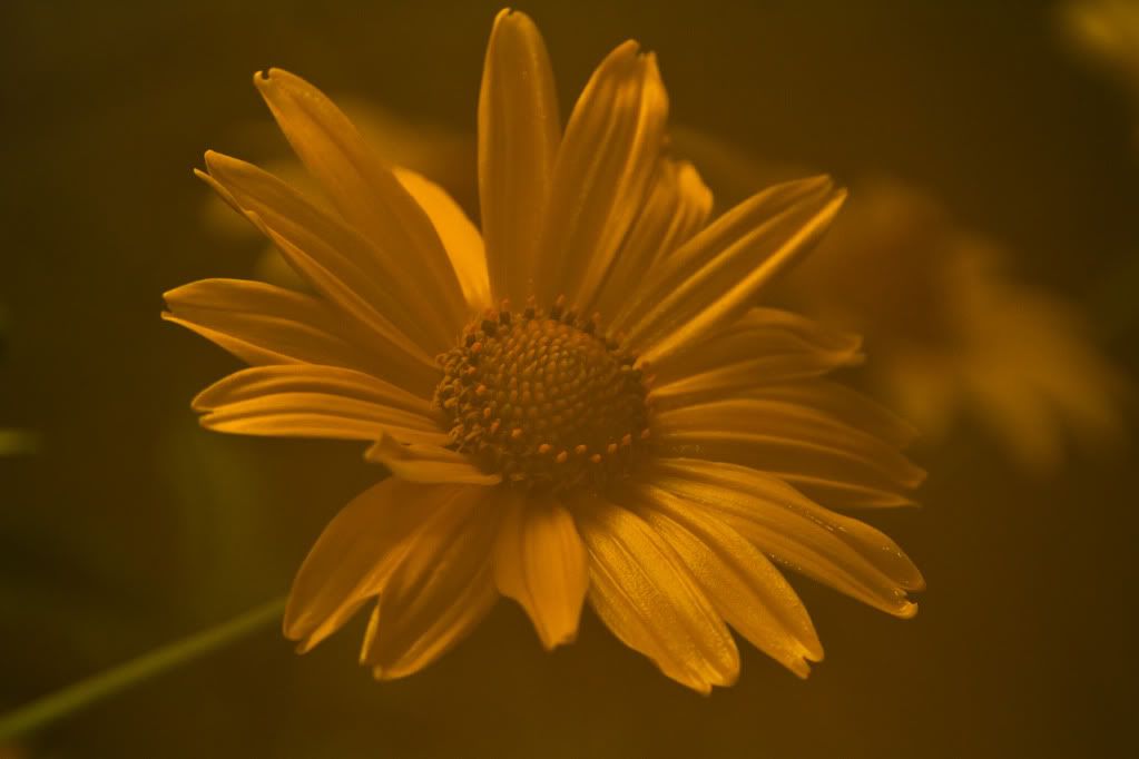 IMAGE: http://img.photobucket.com/albums/v170/scifiguy1012/Photography/IMG_4025-2.jpg