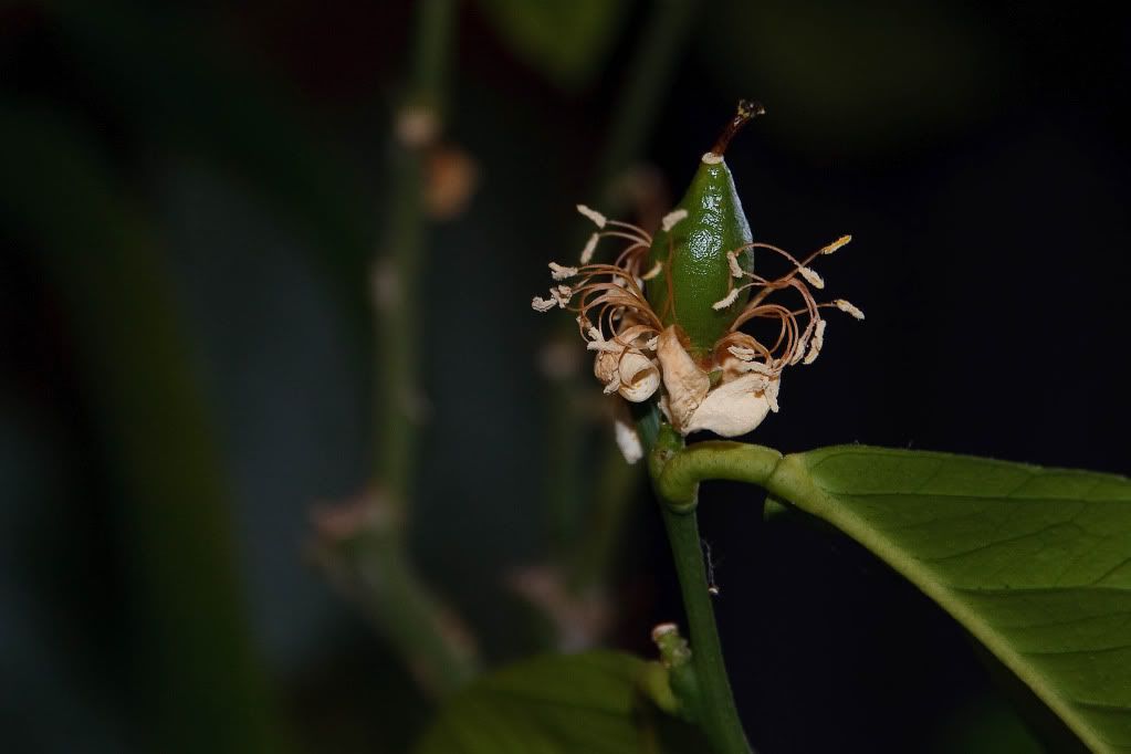 IMAGE: http://img.photobucket.com/albums/v170/scifiguy1012/Photography/IMG_4038-Edit.jpg