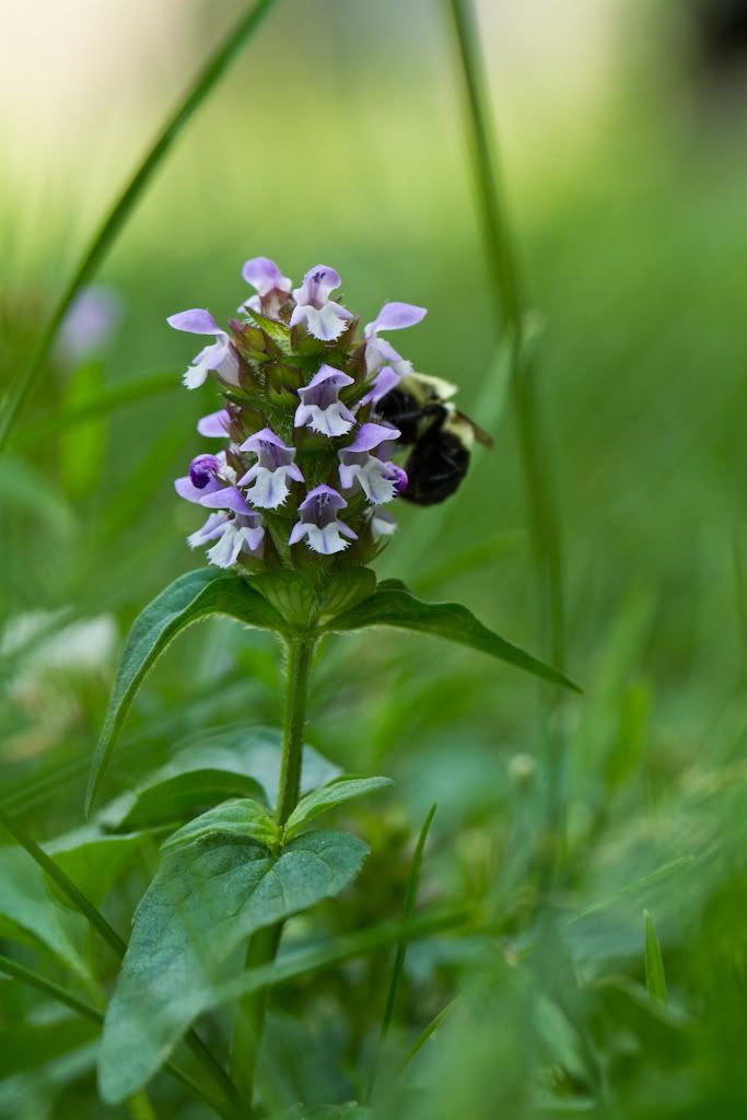 IMAGE: http://img.photobucket.com/albums/v170/scifiguy1012/Photography/IMG_4049.jpg