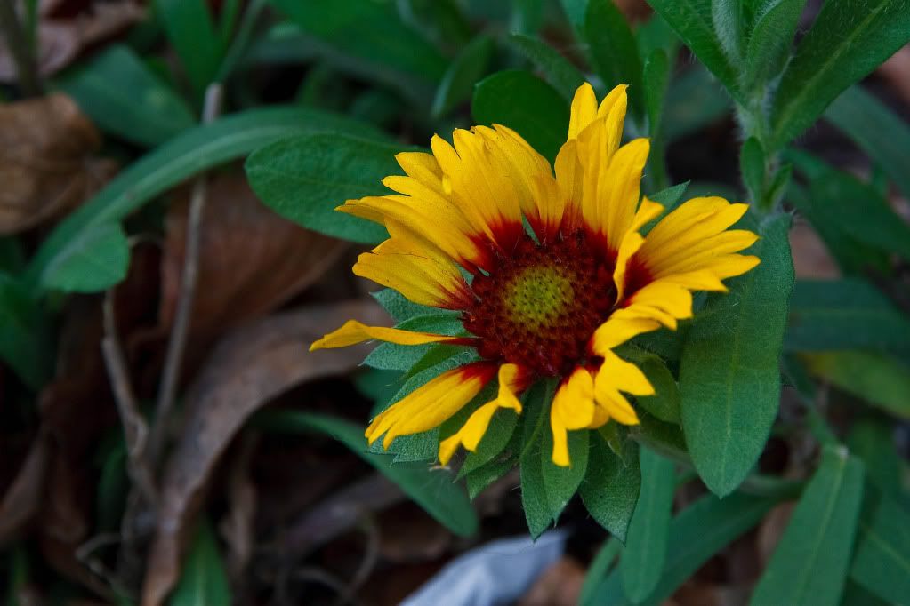 IMAGE: http://img.photobucket.com/albums/v170/scifiguy1012/Photography/IMG_4052-Edit.jpg