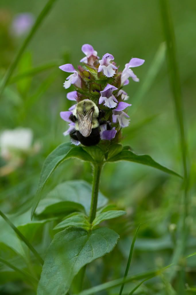 IMAGE: http://img.photobucket.com/albums/v170/scifiguy1012/Photography/IMG_4061.jpg