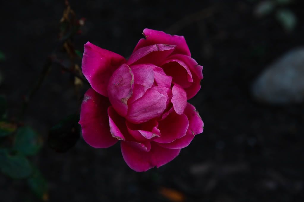 IMAGE: http://img.photobucket.com/albums/v170/scifiguy1012/Photography/IMG_4069-Edit.jpg