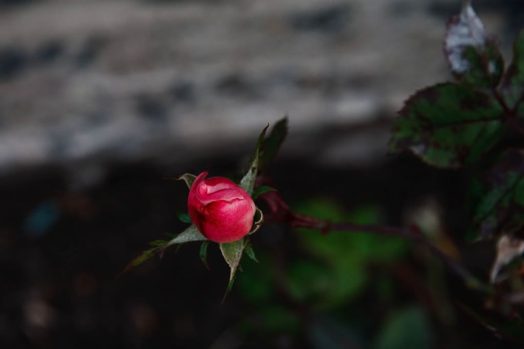 IMAGE: http://img.photobucket.com/albums/v170/scifiguy1012/Photography/IMG_4071-Edit.jpg