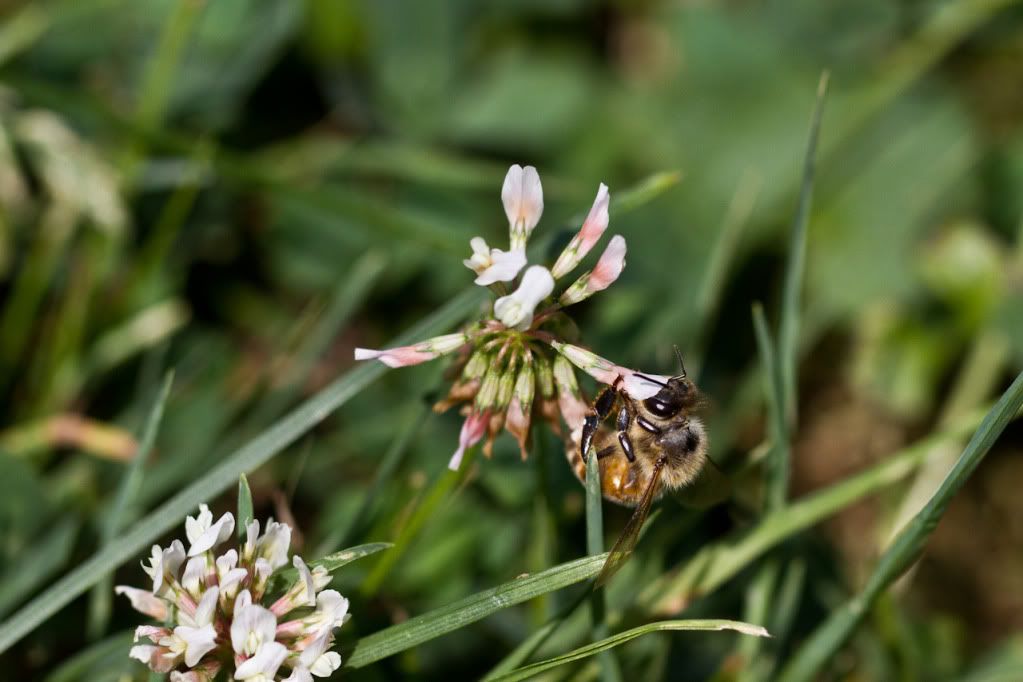 IMAGE: http://img.photobucket.com/albums/v170/scifiguy1012/Photography/IMG_4072.jpg