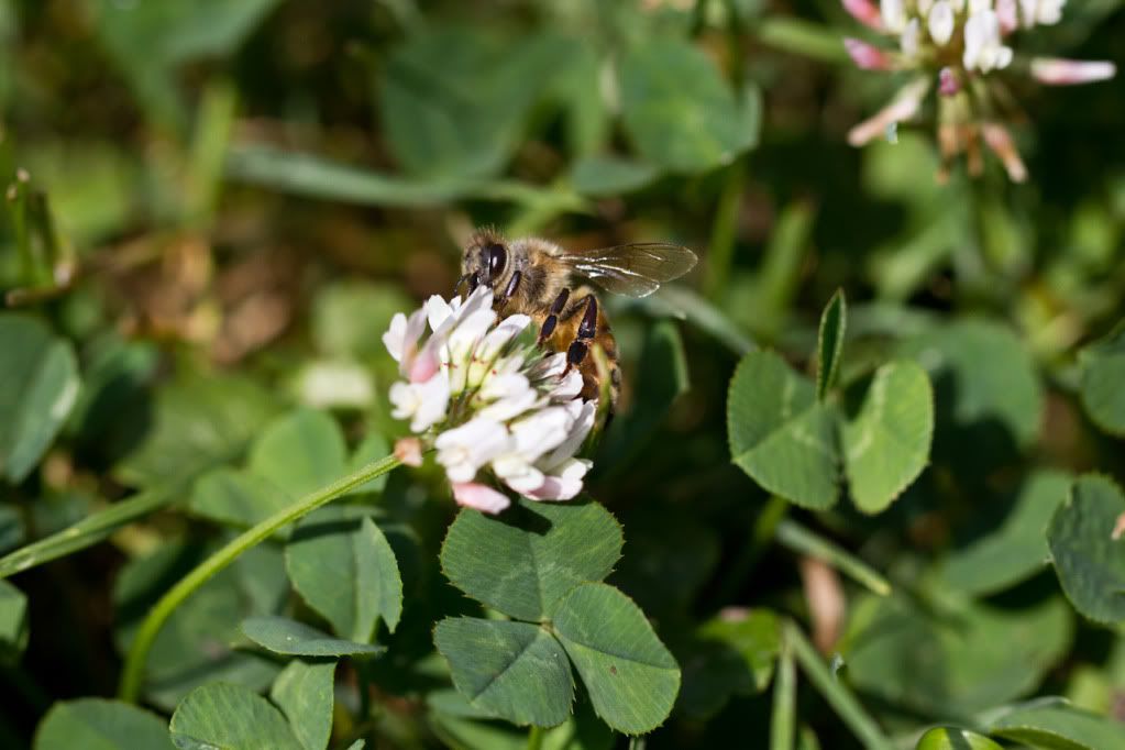 IMAGE: http://img.photobucket.com/albums/v170/scifiguy1012/Photography/IMG_4096-1.jpg