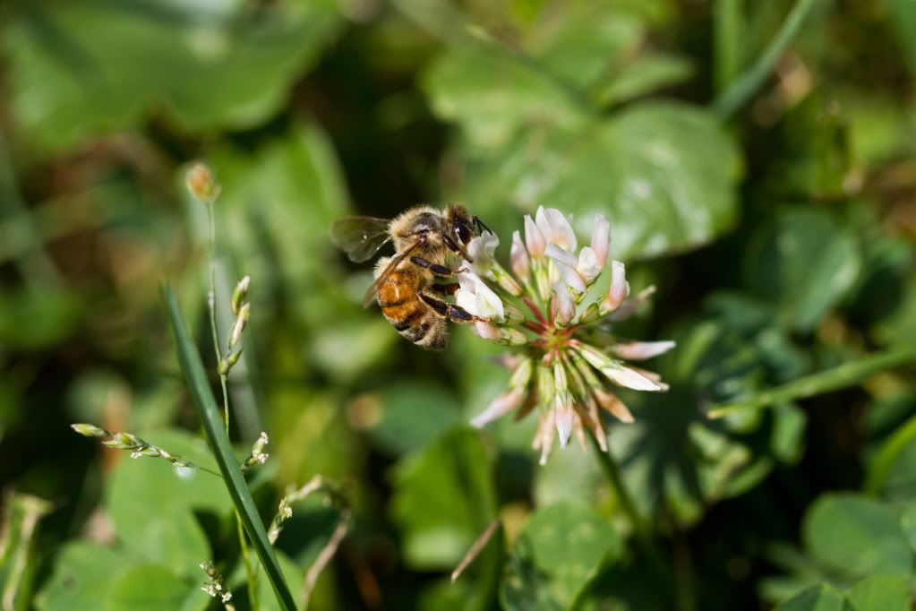 IMAGE: http://img.photobucket.com/albums/v170/scifiguy1012/Photography/IMG_4111.jpg