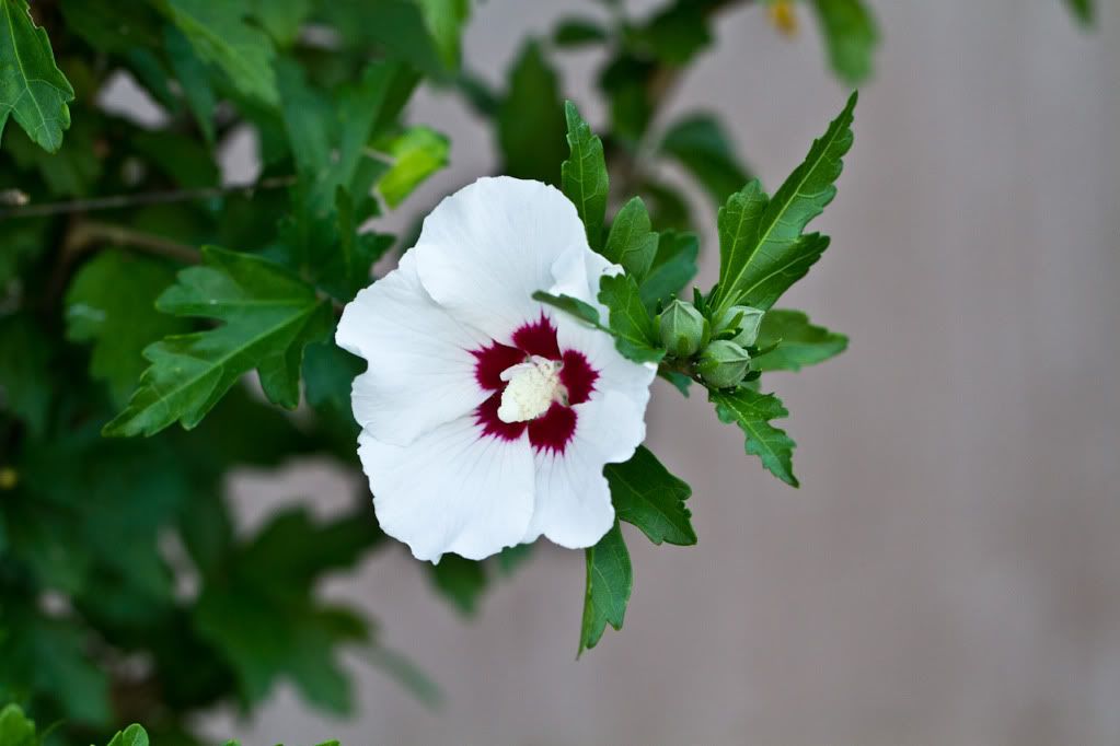 IMAGE: http://img.photobucket.com/albums/v170/scifiguy1012/Photography/IMG_4166.jpg