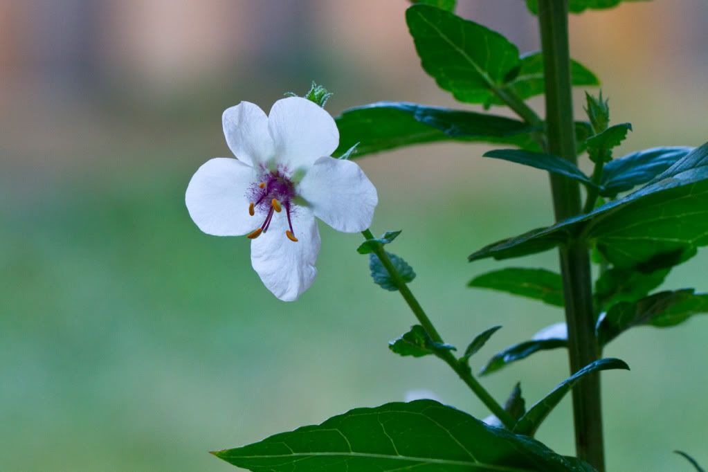 IMAGE: http://img.photobucket.com/albums/v170/scifiguy1012/Photography/IMG_4189.jpg